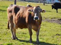 NORA - Swiss Brown geb. 14.02.2008