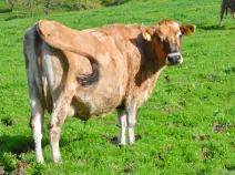 AIYANA - Jersey geb. 12.11.2006 (Mama von Amali)