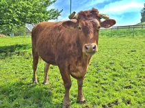 BERTIE - Red Holstein / Limousin geb. 07.12.2018