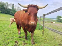 MAXIMILIAN - Red Holstein / Limousin geb. 30.07.2019 (Kalb von Beerli)