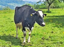 LADINA - Holstein geb. 10.05.2015 (Mama von Lucky)