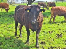 LUCKY - Holstein / Limousin geb. 20.01.2019 (Kalb von Ladina)