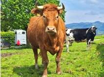 SANJA - Red Holstein / Limousin geb. 30.10.2018