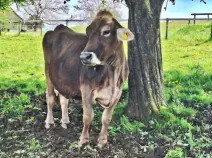 TAMARA - Swiss Brown geb. 16.09.2007