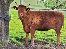 CLOÉ - Red Holstein / Limousin geb. 13.02.2021 (Kalb von Cerisette)