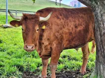 BODO - Red Holstein / Limousin geb. 07.12.2018