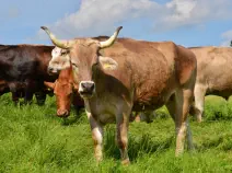 BRUCE - Swiss Brown geb. 03.02.2018