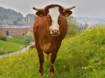 HUGO - Red Holstein / Limousin geb. 18.03.2019 (Kalb von Ameise)