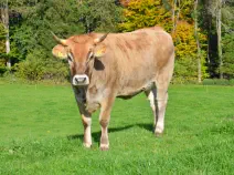 RUMER - Swiss Brown geb. 17.02.2021 (Kalb von Regina)