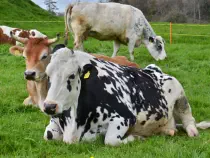 SORA - Holstein geb. 11.12.2013