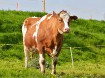 BIENE - Red Holstein geb. 02.10.2013 ( Mama von Brenda & Bridget)