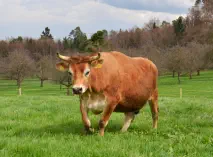 DAVID - Jersey geb.03.05.2017 (Kalb von Miranda)