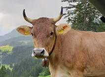 ANEMONE - Original Braun geb. 17.04.2017