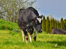 BRENDA - Red Holstein / Holstein geb. 19.10.2015 (Kalb von Biene)