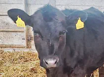 ENJA - Holstein / Angus geb. 05.05.2024 (Zwilling von Finja)