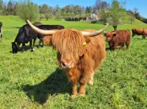 MAPLE - Hochlandrind geb. 05.04.2023 (Mama von MOGLI)