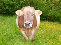 LISA - Swiss Brown (Gurt) geb. 20.03.2012 (Mama von Luna)