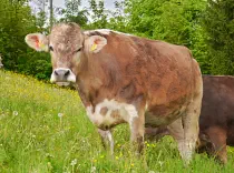 LUNA - Swiss Brown (Blüem) geb. 09.08.2017 (Kalb von Lisa)