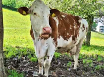 AMEISE - Red Holstein geb. 09.01.2013 (Mama von Hugo)