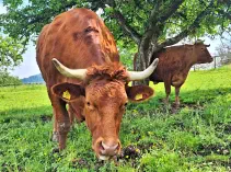 NEMO JR. - Holstein / Limousin geb. 13.06.2019 (Kalb von Selma)