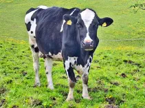 SELMA - Holstein geb. 24.05.2010 (Mama von Nemo Jr.)