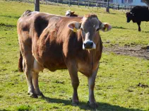 NORA - Swiss Brown geb. 14.02.2008