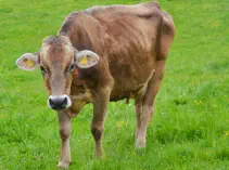 REGINA - Swiss Brown geb. 16.10.2011 (Mama von Rumer)