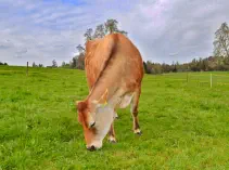 MIRANDA - Jersey geb. 24.04.2014 (Mama von David)