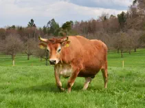 DAVID - Jersey geb.03.05.2017 (Kalb von Miranda)