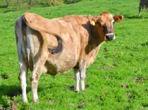 AIYANA - Jersey geb. 12.11.2006 (Mama von Amali)