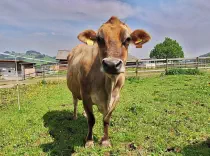 LORENA - Jersey geb. 12.08.2011