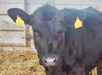 ENJA - Holstein / Angus geb. 05.05.2024 (Zwilling von Finja)