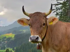 ANEMONE - Original Braun geb. 17.04.2017