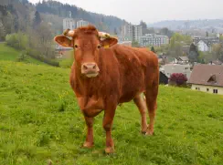  BERTIE - Red Holstein / Limousin geb. 12.12.2018 