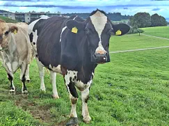 SELMA - Holstein geb. 24.05.2010 (Mama von Nemo Jr.) 