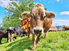 NORA - Swiss-Braun geb. 14.02.2008