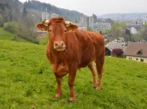  BERTIE - Red Holstein / Limousin geb. 12.12.2018 