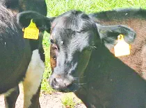 ENJA - Holstein / Angus geb.05.05.2024 (Zwilling von FINJA)