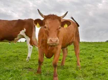 CLOÉ - Red Holstein / Limousin geb. 13.02.2021 (Kalb von Cerisette)  