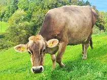 REGINA - Swiss-Braun geb. 16.10.2011 (Mama von Rumer) 