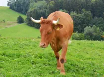 BODO - Red Holstein / Limousin geb. 07.12.2018