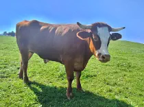 HUGO - Red Holstein / Limousin geb. 18.03.2019 (Kalb von Ameise)  