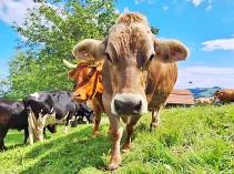 NORA - Swiss-Braun geb. 14.02.2008