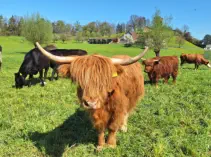 MAPLE - Hochlandrind geb. 05.04.2023 (Mama von MOGLI)