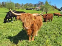 MAPLE - Hochlandrind geb. 05.04.2023 (Mama von MOGLI)