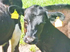 ENJA - Holstein / Angus geb.05.05.2024 (Zwilling von FINJA)