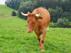 BODO - Red Holstein / Limousin geb. 07.12.2018