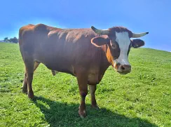 HUGO - Red Holstein / Limousin geb. 18.03.2019 (Kalb von Ameise)  