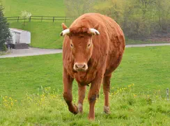 SANJA - Red Holstein / Limousin geb. 30.10.2018  