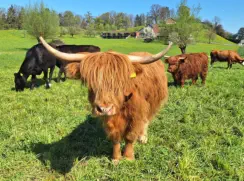 MAPLE - Hochlandrind geb. 05.04.2023 (Mama von MOGLI)